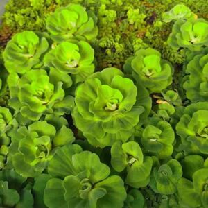 水芙蓉植物价格 水芙蓉植物图片 星期三