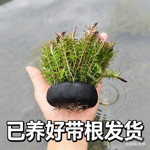 红松尾水草坨草带根绿菊蜈蚣草带水草泥鱼缸造景新手懒人活体水草