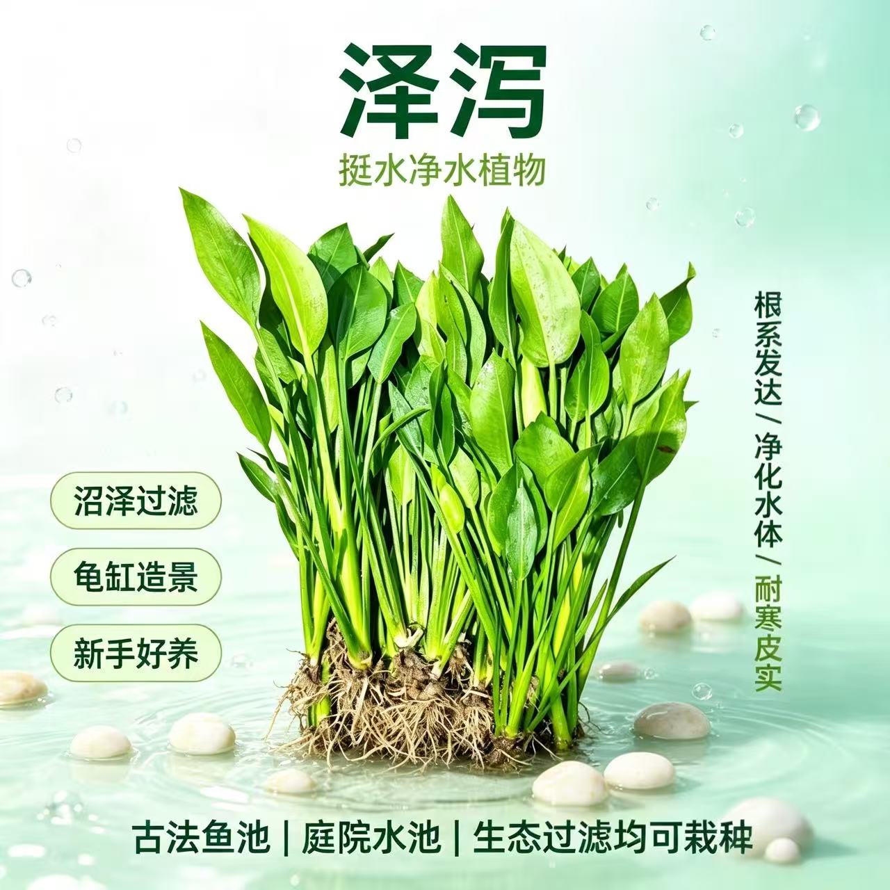 水生泽泻挺水净水易养鱼缸造景草图片