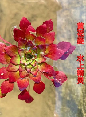红色水草水上精灵水上烟花黄花菱净化水质观赏植物鱼缸造景易养活