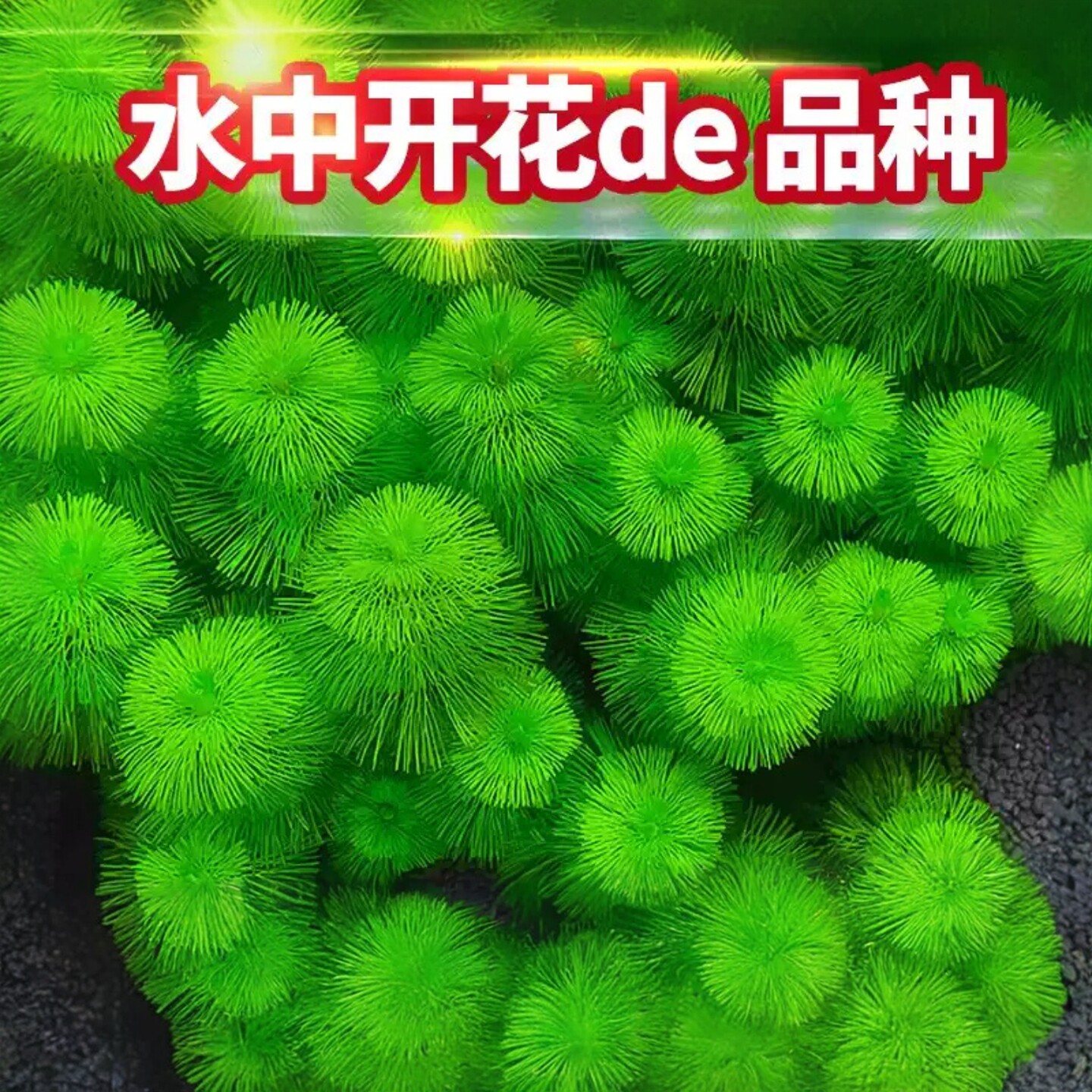 绿菊真水草新手好养中后景坨草鱼缸造景装饰淡水阴性净水增氧植物