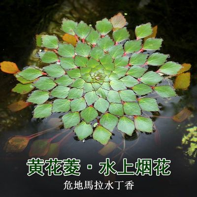 水上烟花黄菱角花浮萍净化水质圆心萍鱼虾龟缸造景漂浮水上面水草