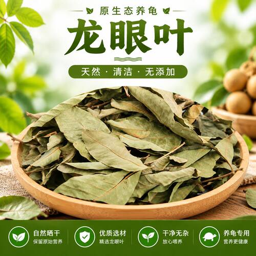 龙眼叶养鱼治疗腐皮乌龟调节改善水质斗鱼雷龙造景红色桂圆树叶子