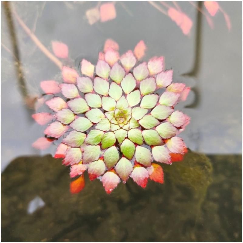 水上烟火黄花菱水生水培水葫芦植物花卉微景观浮萍水草一叶莲鱼缸