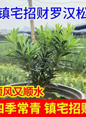 正宗小叶米叶罗汉松四季常青花园盆栽阳台造型庭院绿植素材盆栽苗