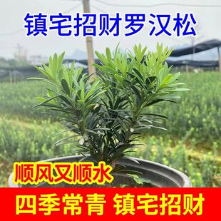 正宗小叶米叶罗汉松四季常青花园盆栽阳台造型庭院绿植素材盆栽苗