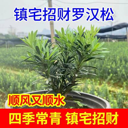 正宗小叶米叶罗汉松四季常青花园盆栽阳台造型庭院绿植素材盆栽苗