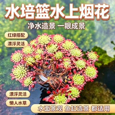 水培篮水上烟花带根发货无需转水