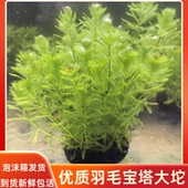 优质羽毛宝塔水草鲜绿色针叶型易养活新手入门造景植物泡沫箱发货