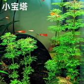 小宝塔中前后景造景水草装 饰优质中后景观赏真水草 饰水族箱鱼缸装