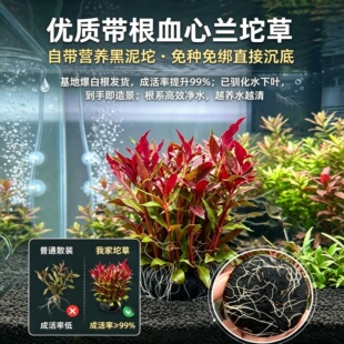 血心兰大坨草带白根发货基地驯化水下叶免转水中后景红色造景水草