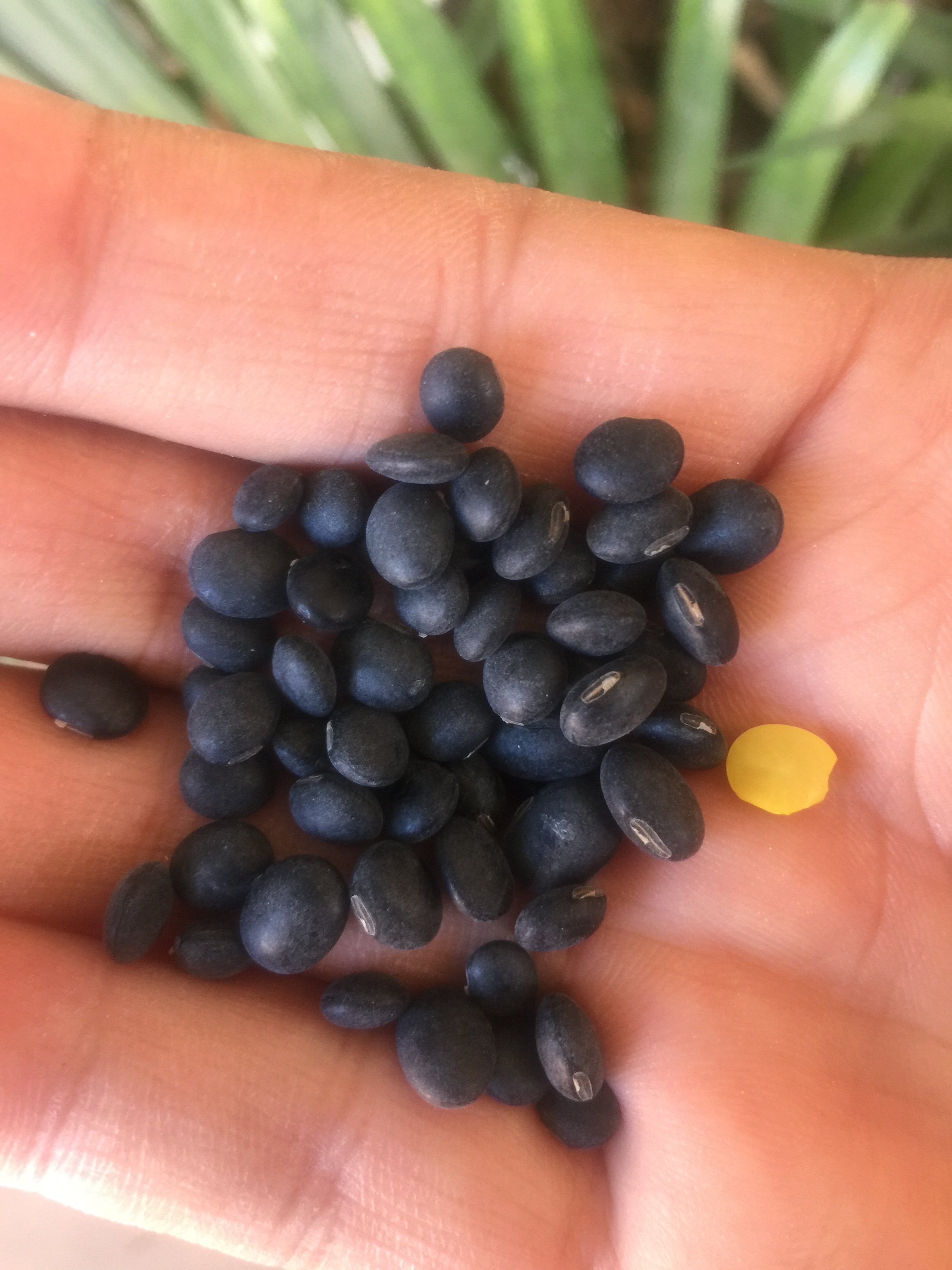 云南镇沅新黑豆农家黄芯豆浆发芽种子小黑豆500g两包免邮费