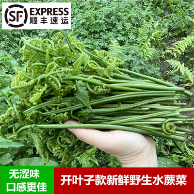 野生水蕨菜带叶无涩味新鲜嫩芽