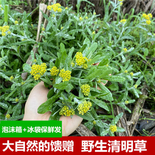 广西桂林野菜白头婆 野生鼠曲草新鲜可做青团糍粑水牛草
