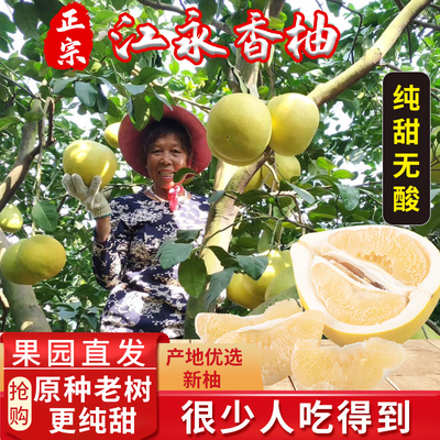正宗永州江永香柚纯甜沙田柚老树