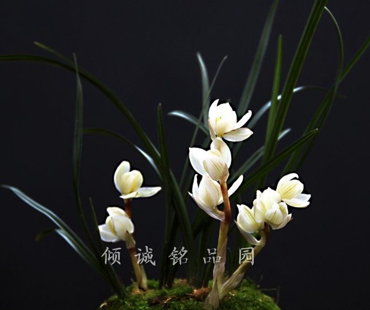 兰花 老种莲瓣兰 矮种素荷（素冠荷鼎）3000/苗