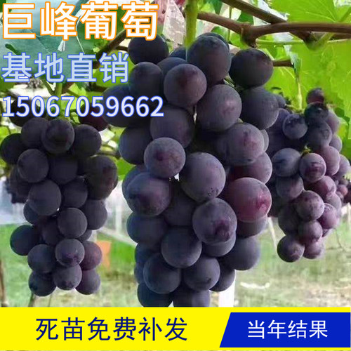 巨峰葡萄苗种植多少钱 巨峰葡萄苗种植价格 小麦优选