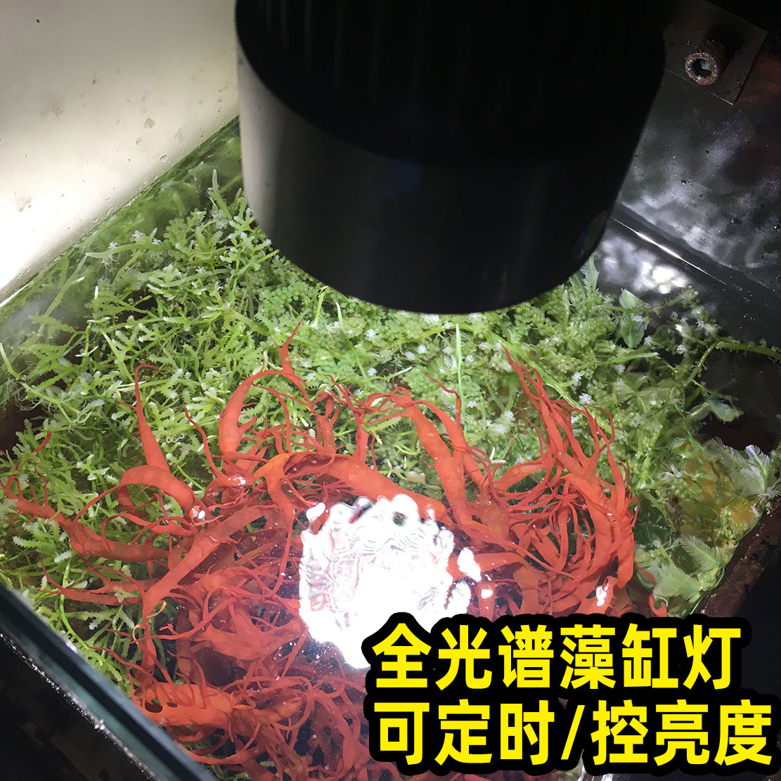 全光谱可调光藻缸灯定时LED模拟日出日落海水珊瑚底缸养藻爆藻灯 宠物/宠物食品及用品 照明器材 原图主图