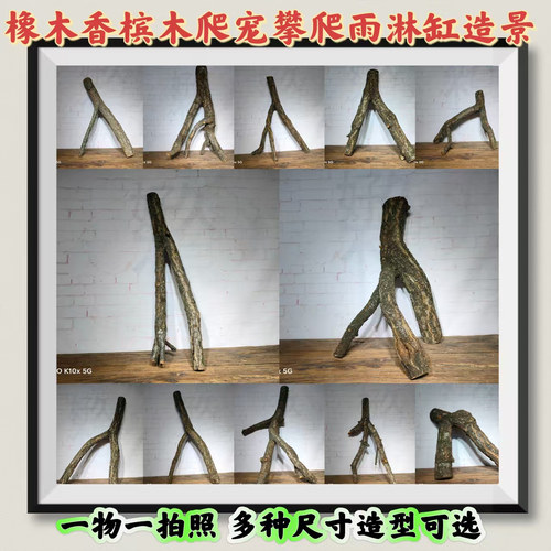 香槟木爬宠攀爬雨林缸造景原木