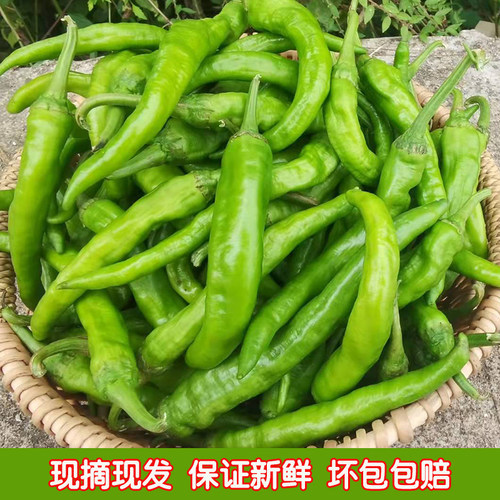 湖南本地大青辣现摘现发农家菜