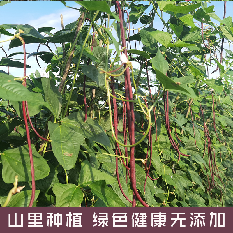 蛮湘蔬菜红豆角农家自种现摘现发