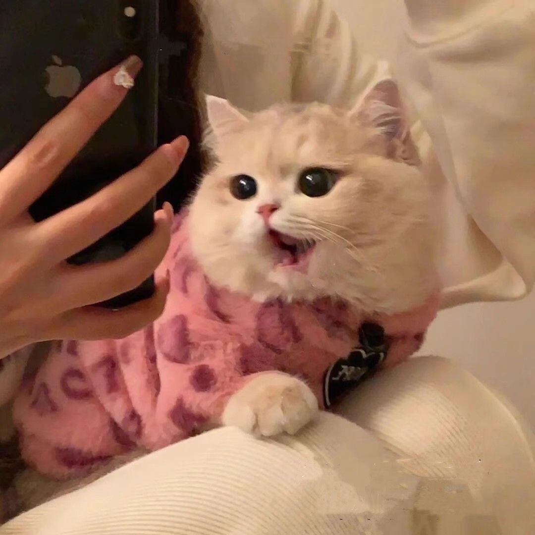 宠物毛衣秋冬季猫咪衣服布偶银渐层蓝猫小猫幼猫保暖加绒