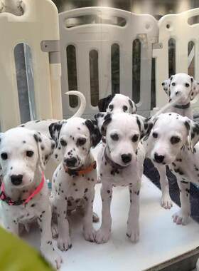 香港发货大麦町幼犬斑点狗家养宠物小狗活体短毛犬幼崽中型伴侣犬
