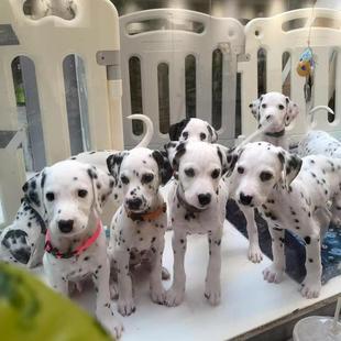 香港发货大麦町幼犬斑点狗家养宠物小狗活体短毛犬幼崽中型伴侣犬