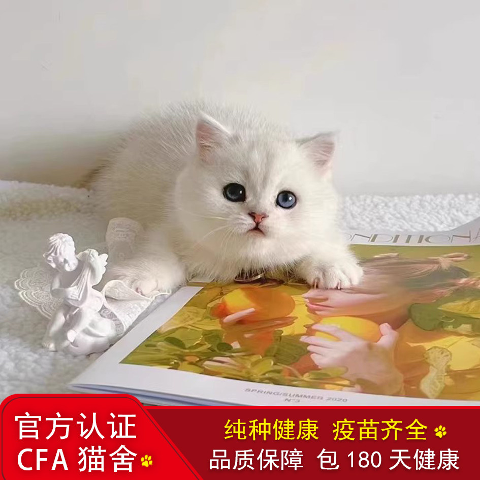 香港可送货上门货到付款纯种英短银影猫银渐层猫幼猫活体视频挑选