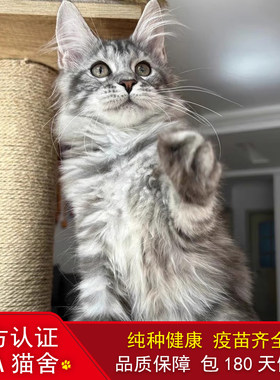 香港出售纯种缅因猫大脚巨型缅因猫幼猫银虎棕虎幼崽活体