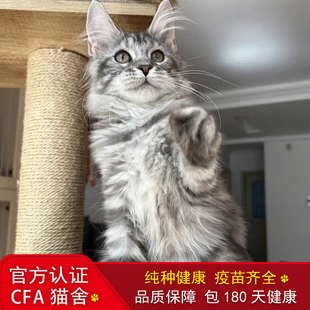 香港出售纯种缅因猫大脚巨型缅因猫幼猫银虎棕虎幼崽活体