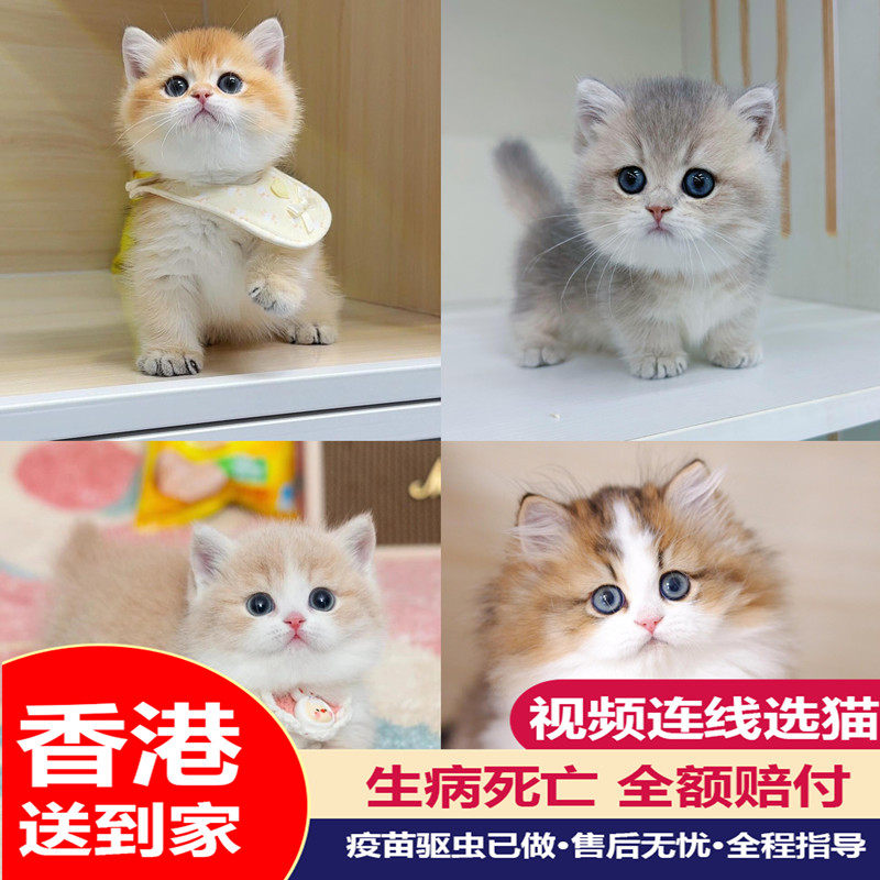 香港矮脚猫曼基康金渐层活体蓝金幼猫乳白纯种金加白拿破仑米奴特