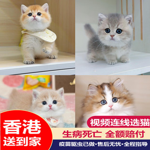 香港矮脚猫曼基康金渐层活体蓝金幼猫乳白纯种金加白拿破仑米奴特