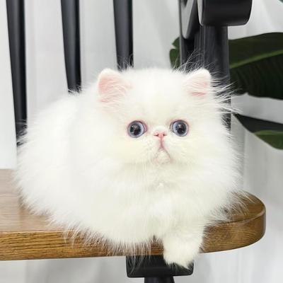 全国香港发货长毛黑白色波斯猫幼崽大脸异国短毛猫活体宠物加菲猫