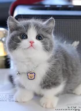 白英国短毛猫幼崽曼基康宠物蓝猫