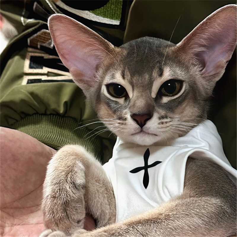 香港澳门发货原始小鹿色阿比西尼亚猫幼猫崽不掉毛索马里宠物豹猫