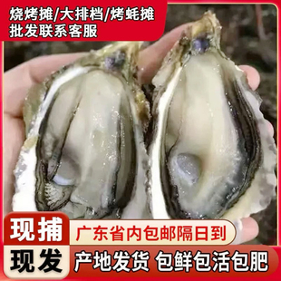 新鲜活生蚝牡蛎带壳半壳商用小蚝中蚝夜市烧烤十斤 批发三倍体