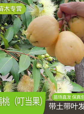 蒲桃树苗带土带叶南北方种植