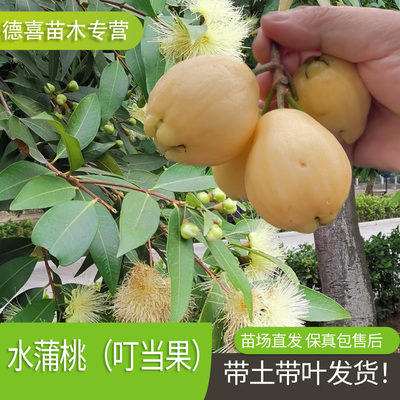 蒲桃树苗带土带叶南北方种植