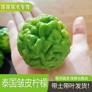 马蜂橙泰国丑柠檬皱皮柠檬树苗嫁接苗卡菲尔莱姆青柠南方北方庭院