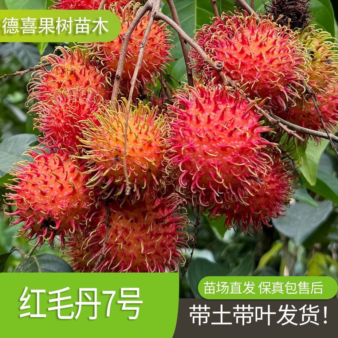正宗嫁接红毛丹树苗南方种植当年