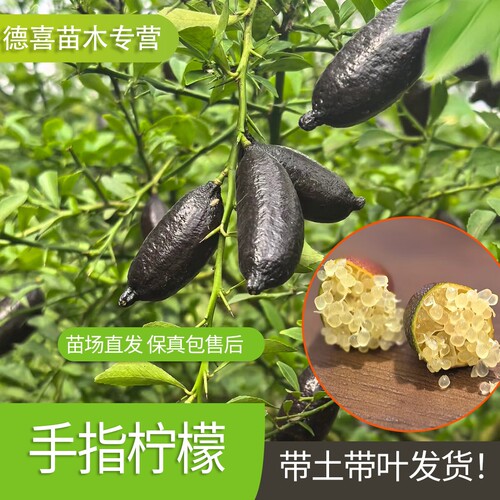 手指柠檬树苗无籽薄皮常绿高产柠檬树苗带土带叶地栽盆栽阳台庭院