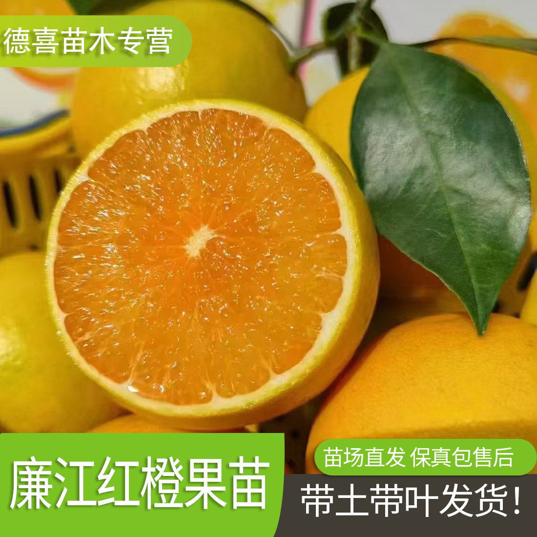 廉江红橙苗橙子树苗嫁接红江橙果