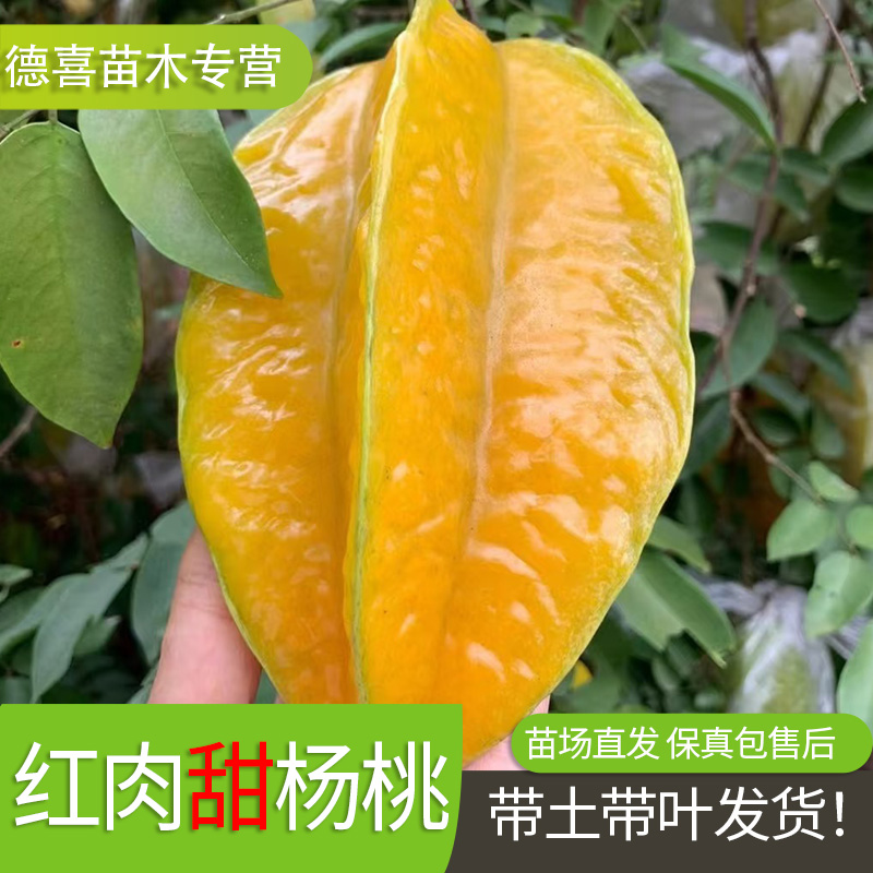 嫁接杨桃树苗南方种植果树