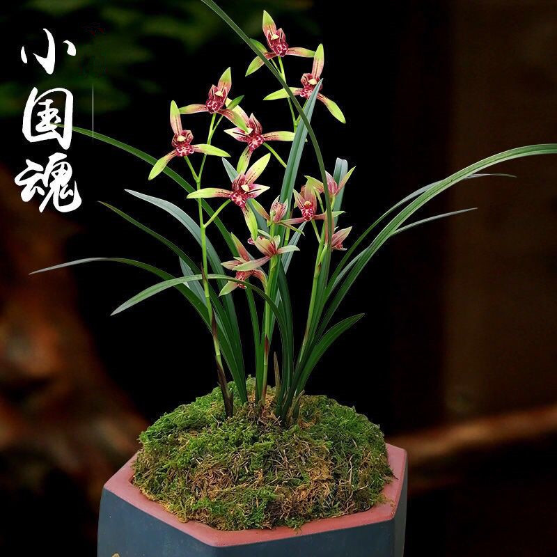 小国魂花四季建兰带花苞发货