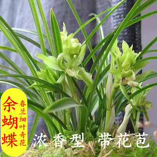 春兰奇花余蝴蝶带花苞发货浓香型室内各种名贵绿植卉兰花苗细叶草