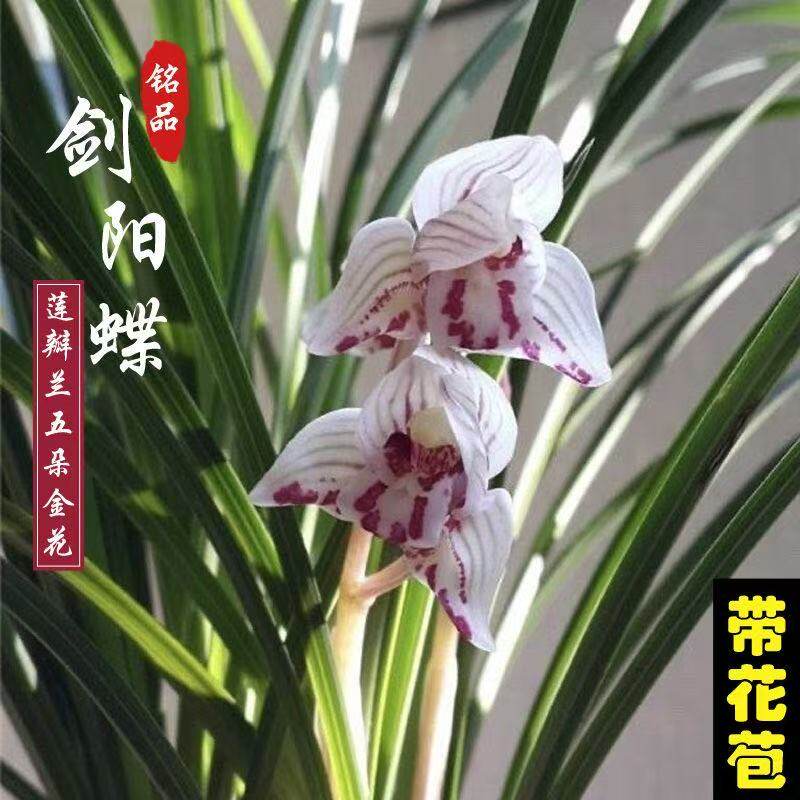 剑阳蝶莲瓣兰浓香型带花苞发货兰花苗盆栽各种名贵花卉绿植细叶草