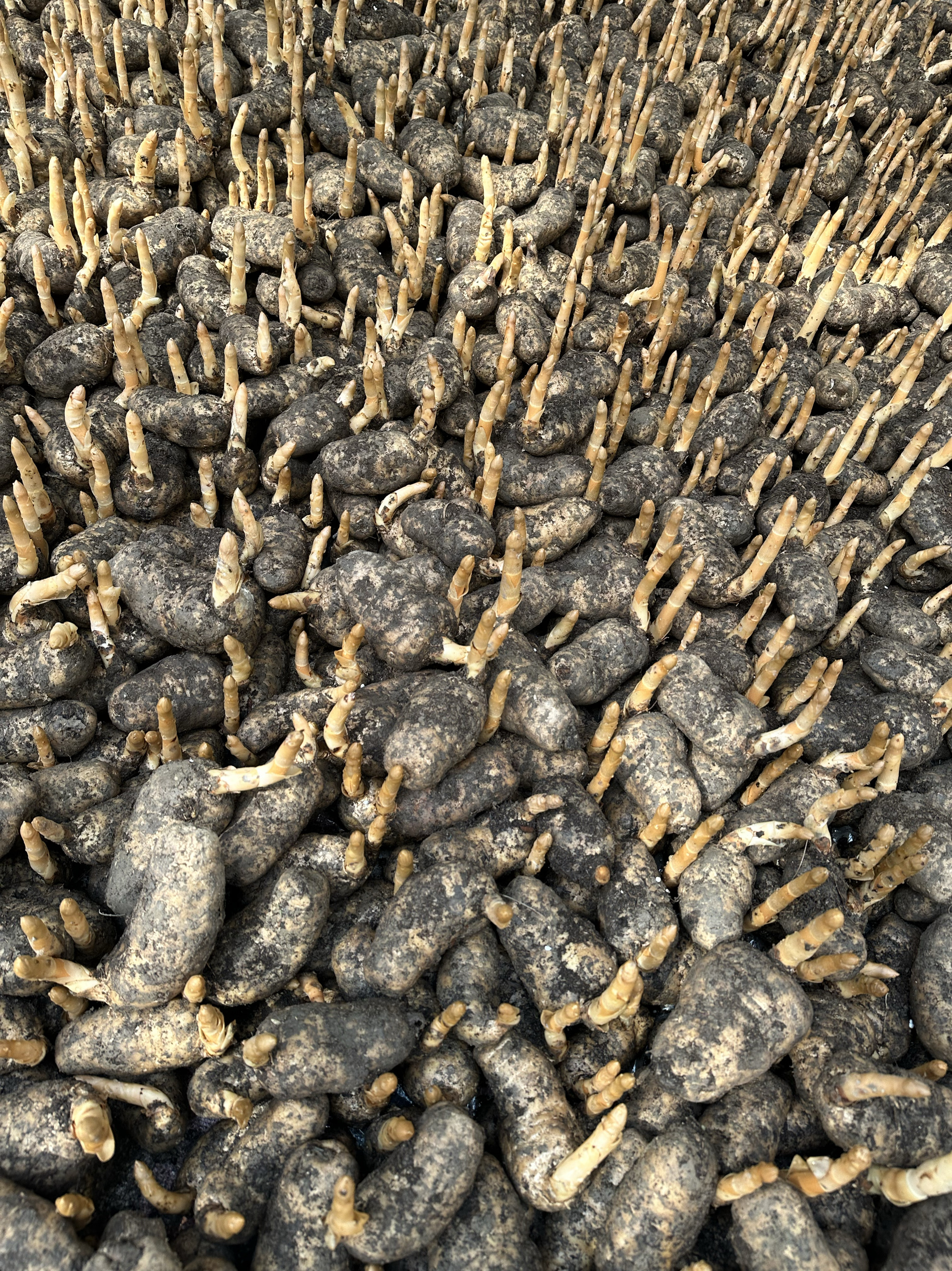 正宗云南昭通小草坝林下仿野生种植天麻官方旗舰店现挖产地发货