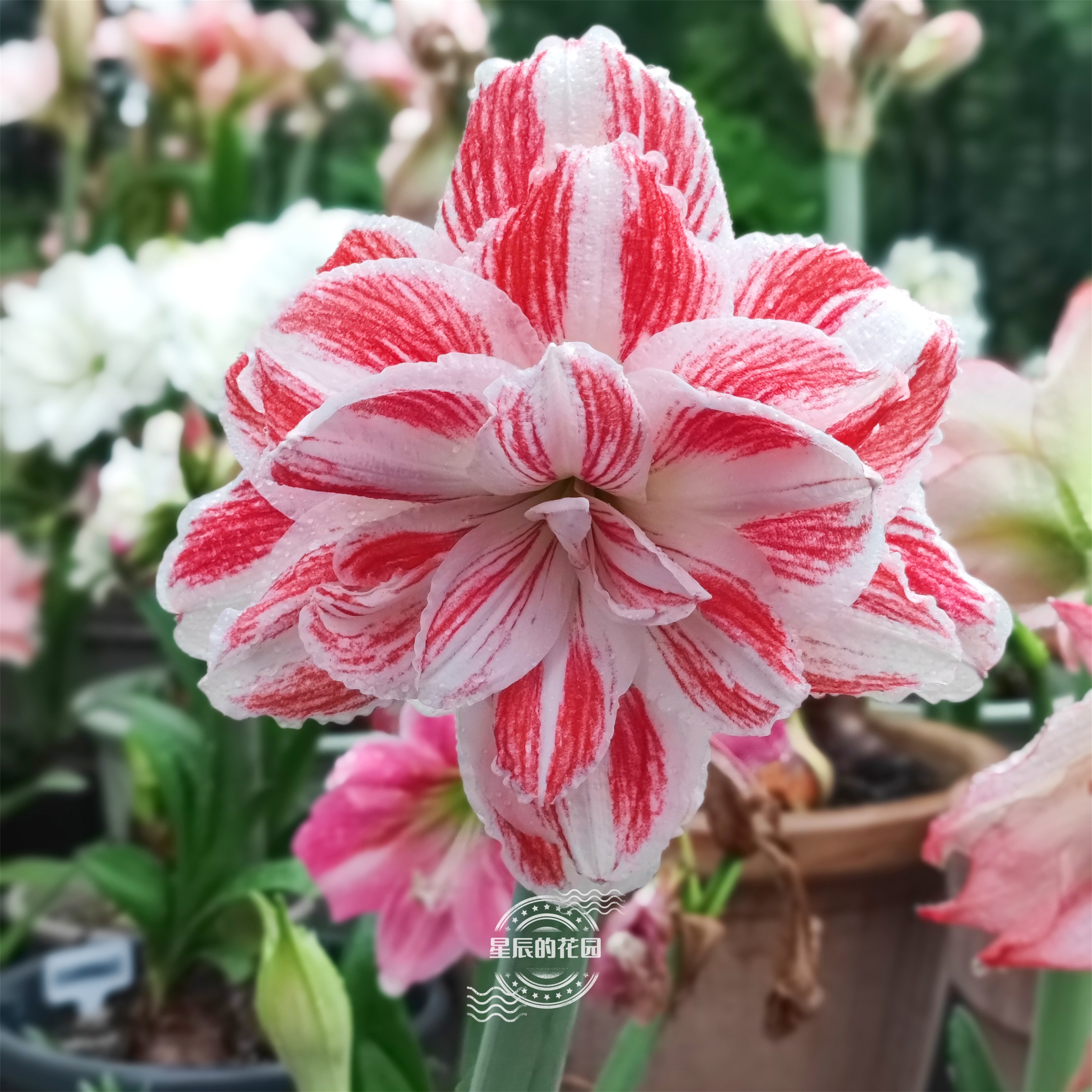 星辰的花园朱顶红小苗带根叶对版