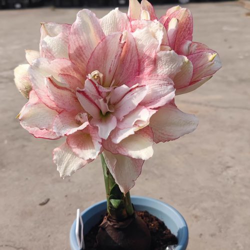 星辰的花园朱顶红自然球带根叶